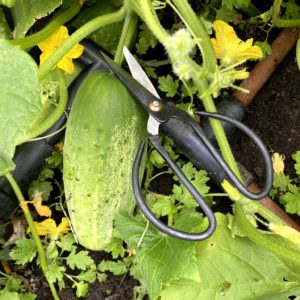 6 inch Garden Shears