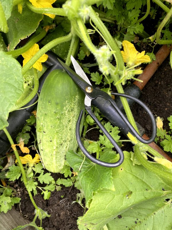 6 inch Garden Shears
