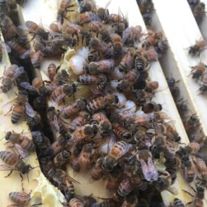 Honey Bee Swarm Removal