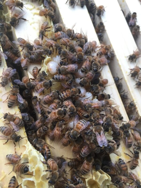 Honey Bee Swarm Removal